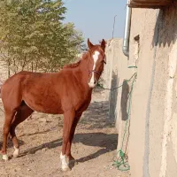 مادیان ۳ ساله جوان