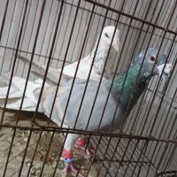 تعدادی گبوتر فروشی ۴تا ۱۳۰۰