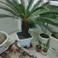 سیکاس چندین ساله