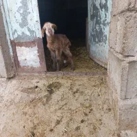 بره شیری|حیوانات مزرعه|مشگین شهر, |دیوار