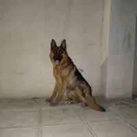 جفت ژرمن شپرد اصل
