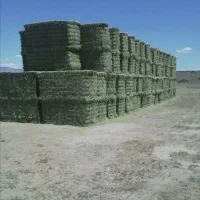 فروش یونجه از  انبار سر پوشیده
