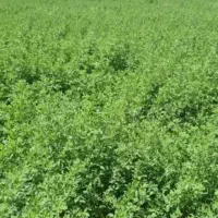 پرس یونجه چین ۶ درجه یک