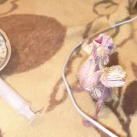 جوجه عروس هلندی سرلاکی|پرنده|مرودشت, پشت سایپا|دیوار