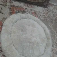 تشک سگ