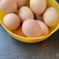 تخم مرغ نطفه دار باخروس چهل تاج