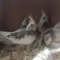 دوکت لوتینو و جوجه