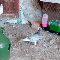 سه عدد کبوتر آس همه باهم فقط و فقط ۶۰۰ تمن