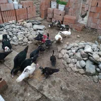 فروش اردک اسرائیلی|حیوانات مزرعه|بندر ترکمن, |دیوار