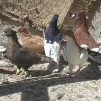 دسته کبوتر بهبهانی و شهری|پرنده|شیراز, نصر|دیوار