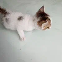 گربه واگذاری رایگان