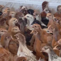 جوجه مرغ خروس  45روزه 400گرمی شیراز ارسال رایگان|حیوانات مزرعه|شیراز, شریف‌آباد|دیوار