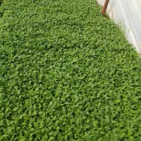 قلمه ریشه پر داوودی