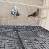 دوتا کفتر کاکلی غریب گیری|پرنده|هشتگرد, فاز ۷ مهستان|دیوار