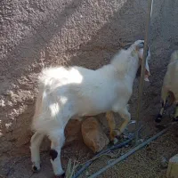 یک عدد کهره پاکستانی نر هست نژاد خوب