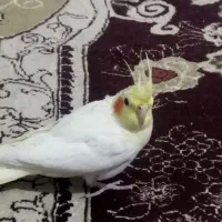 عروس هلندی|حیوانات|اسفراین, |دیوار