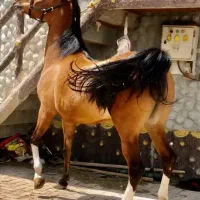 اسب مادیون زیبا..