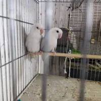 طوطی برزیلی اوپال و مرغ عشق انگلیسی