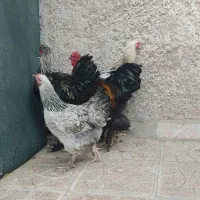 مرغ وخروس وتخم مرغ برهما|حیوانات مزرعه|پاکدشت, پاکدشت (مامازند)|دیوار