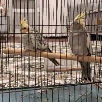 عروس هلندی با قفس