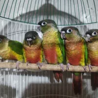 گرینچیک 5عدد یلوساید رد فاکتور د رداکستریم