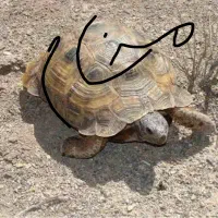 گمشده لاکی مخایو