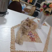 واگذاری گربه گارفیلدی پرشین گلد