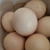 تخم‌ مرغ ابریشمی اصیل نطفه دار|حیوانات مزرعه|نیشابور, دارایی|دیوار