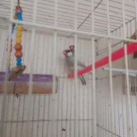 فنچ نرگسی سیلور|پرنده|بیرجند, |دیوار