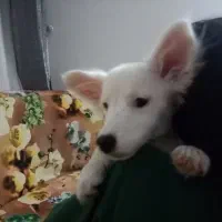 سگ بازیگوش|سگ|نیشابور, دارایی|دیوار