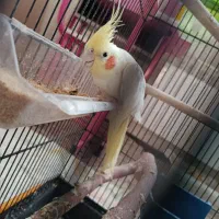 عروس هلندی 1 ساله  لوتینو تخم گذار ماده