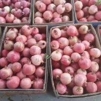 انار درجه ا|عمدهفروشی|فیروزآباد (فارس), |دیوار