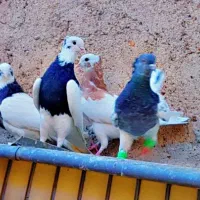 کفتر طوقی رنگی ۲۱ عدد۵ تومن