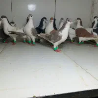 دسته ۲۰تایی پرشی ماده ساده