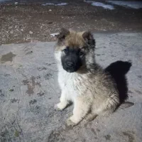 توله سگ سرابی نژاد دار