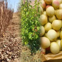 نهال فروشی برادران شیری ( ماهنشان)