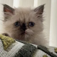 واگذاری بچه گربه هیمالین پرشین