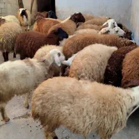 کاور پای پروار|حیوانات مزرعه|سنندج, |دیوار