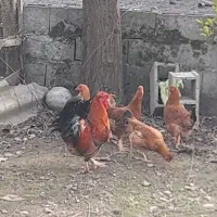 فروش خروس بزرگ محلی
