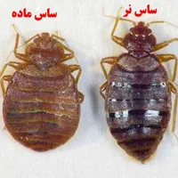 خدمات سمپاشی قشم روستاهای اطراف قشم|خدمات نظافت|قشم, |دیوار