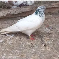 ۳ ۴ جفت کبوتر دهنجور واقعی زحمت سالها عشق بازی|پرنده|رشت, بازار|دیوار