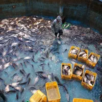 خرید و فروش ماهی کپور ( پرورشی )|عمدهفروشی|رشت, پسیخان|دیوار