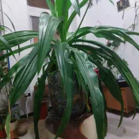 گل اشک ملکه تنومند وبزرگ