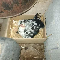 یک روزه گلین|حیوانات مزرعه|زرقان, |دیوار