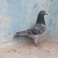 پلاکی مسافتی عراق نامبروان درجه یک|پرنده|اهواز, کمپلو شمالی|دیوار