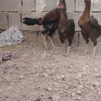 خروس لاری اوشامو جوان