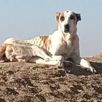 واگذاری یک عدد توله نر از ماده کژال معروف نصل دار