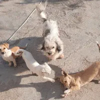 مینیاتوری، باهوش،