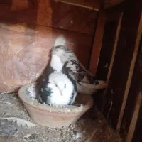 کبوتر|پرنده|لاهیجان, آهندان|دیوار