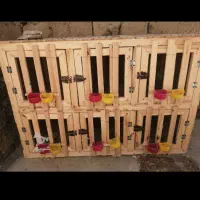 قفس کبوتر و جوجه